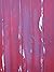Layers (The Poetry of S.B. ...