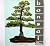 Bonsai: An Introduction to