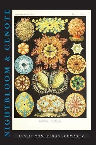 Nightbloom & Cenote (Paperback)