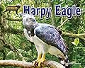 Harpy Eagle