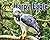 Harpy Eagle