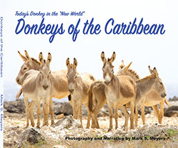 Donkeys of the Caribbean