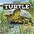 Turtle (See Them Grow)