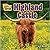 Highland Cattle