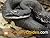 Black Rat Snake Care Guide by Specialty Guides