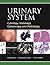 Urinary System by Xiaoqi Lin