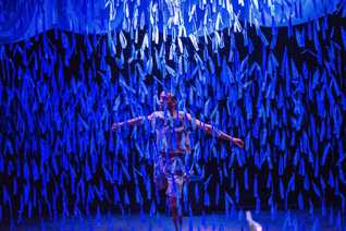 Swimming with Whales