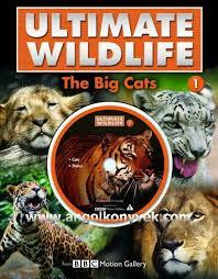 The Big Cats