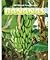 Bananas (All About Food Crops)