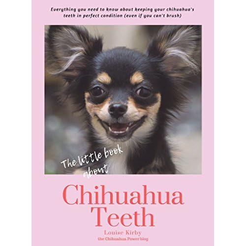 chihuahua teeth