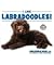 I Like Labradoodles! (Discover Dogs with the American Canine Association)