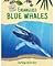 Endangered Blue Whales