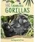 Endangered Gorillas