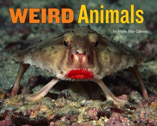 Weird Animals (Hardcover)