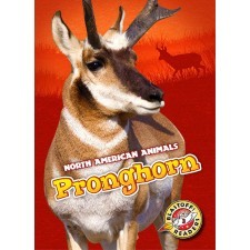 Pronghorn (North American Animals)
