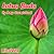 Lotus Buds