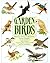 Garden birds: Attracting bi...