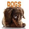 Dogs by Stephanie  Meyers