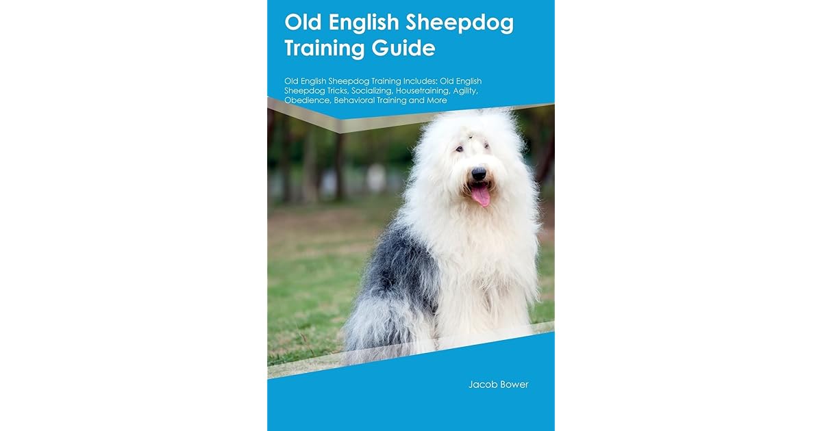 old english sheepdog agility