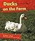 Ducks on the Farm