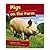 Pigs on the Farm