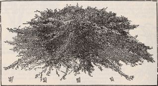 The Fruit of My Woman (Paperback)