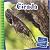Cicada (21st Century Junior...