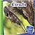 Cicada (21st Century Junior Library: Creepy Crawly Critters)