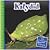 Katydid