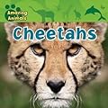 Cheetahs
