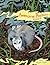 Awesome 'Possum, Volume 4
