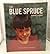 Blue Spruce