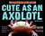 Cute as an Axolotl: Discove...