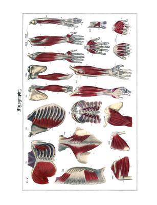 Myography Composition Notebook: Wide Ruled Note-Taking Book (Old Medical Illustration Composition Notebooks)