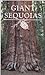 Giant Sequoias