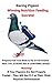 Racing Pigeon Winning Nutrition Feeding Secrets: Racing Pigeon Nutrition