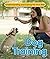 Dog Training