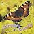 Lifecycles: Caterpillar to Butterfly