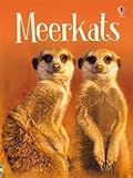 Meerkats