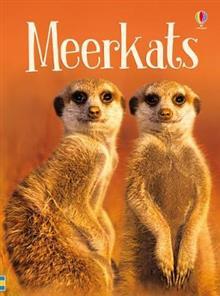Meerkats (Usborne Beginners)
