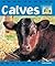 Calves (Baby Animals)