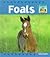 Foals (Baby Animals)