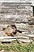 Woodchucks (Northridge Photography Presents Book 36)