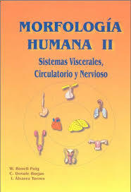 Morfología humana II