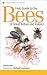 Field Guide to the Bees of Great Britain and Ireland (Bloomsbury Wildlife Guides)