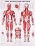 The Muscular System Anatomical Chart by Anatomical Chart Company