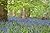Bluebell Wood