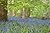 Bluebell Wood by Malcolm Pearson