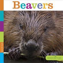 Beavers (Seedlings)
