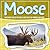Moose: Discover These Pictures And Facts Of Moose For Kids